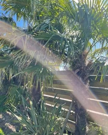 Les Pins Noirs